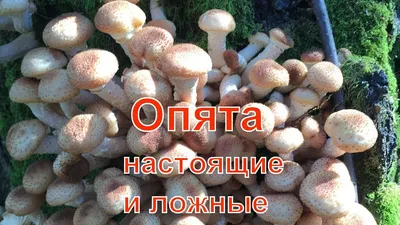 Ложные опята в октябре: растут ли они, и как опознать?