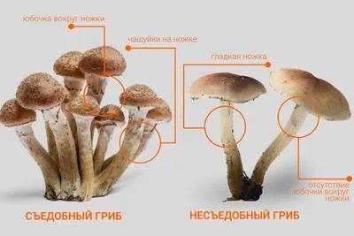 В лесах Новосибирской области начали собирать три вида опят | ДОСУГ | АиФ  Новосибирск