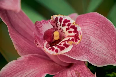 Какие бывают виды орхидей - Gorshki
