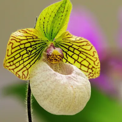 Орхидеи : Орхидея одонтоглоссум черная