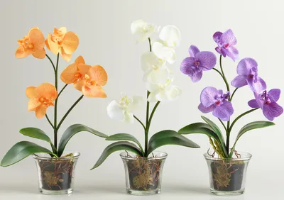 Удивительная орхидея: самые интересные факты истории и ухода