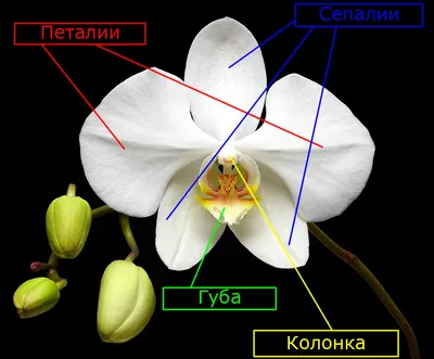 Строение орхидей – просто о сложном | В цветнике (Огород.ru)