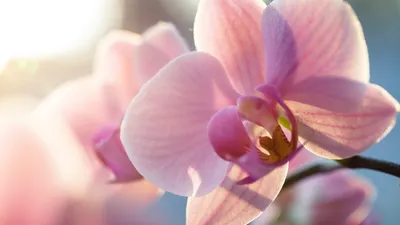 Сорта орхидей - Сорта и виды орхидей