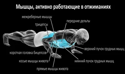 Отжимания от пола. Как правильно отжиматься.