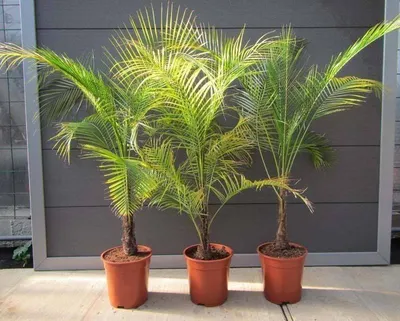 Пальмовые — Википедия