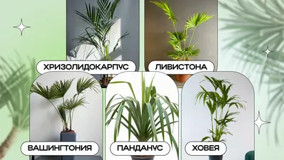 Пальмы, которые можно выращивать в домашних условиях : 