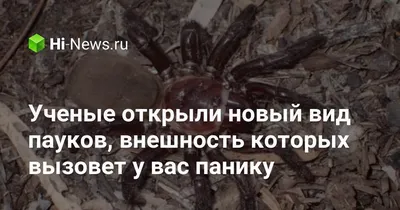 Радио-Минск on X: "Бразильский исследователь назвал новые виды пауков в  честь участников IRON MAIDEN, SCORPIONS, DEF LEPPARD и ANGRA. Пауки  вырастают до 2 см и не опасны для человека. /oTno1Eeeg8" / X