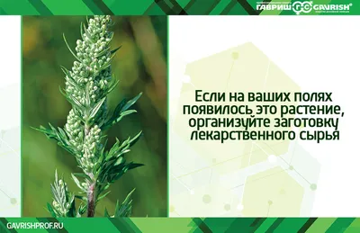 Полынь горькая (Artemisia absinthium L.)