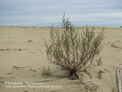 Полынь – лекарство от многих болезней |  | Голышманово -  БезФормата