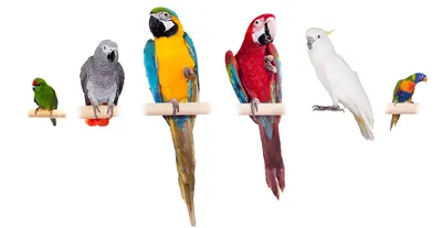Учим виды попугаев/we teach the types of parrots - YouTube