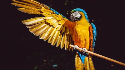 Каролинский попугай — Википедия