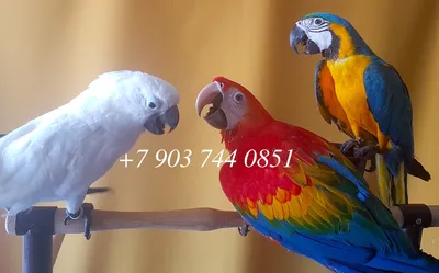 Говорящие попугаи: виды и породы говорящих попугаев | Блог зоомагазина  