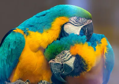 Подборка самых красивых и редких попугаев в мире — об их существовании  некоторые даже не знают - 