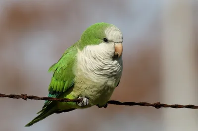 Виды попугаев с фото | Домашний попугай