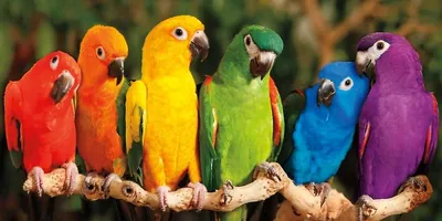 Виды попугаев