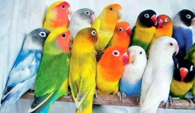 10 самых умных попугаев 🦜 в мире | Pet7