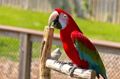 Сколько живут попугаи в зависимости от породы