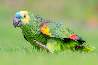 Вымерший» вид попугаев возвращается в Бразилию