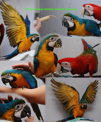 Краснокрылые попугаи - редкий вид. | Попугай, Животные, Птицы