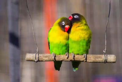 8 лучших видов говорящих попугаев | 