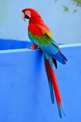 Какие виды попугаев хороши для содержания в квартире? | МанкиБлог | Дзен