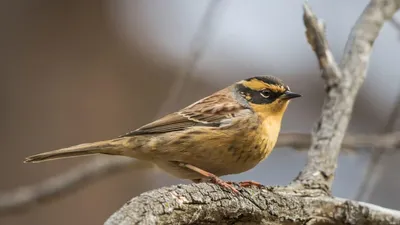Какие птицы могут стать новыми видами в фауне Беларуси? Часть первая