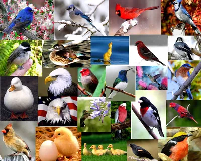 Виды птиц на одной картинке картинки