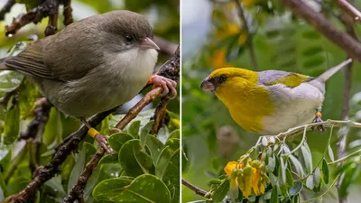 Самые умные виды птиц в мире | NaturalistClub