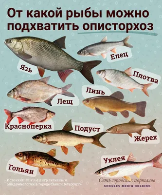 Список вредных видов рыбы, которую лучше не есть -  -  ФОНТАНКА.ру
