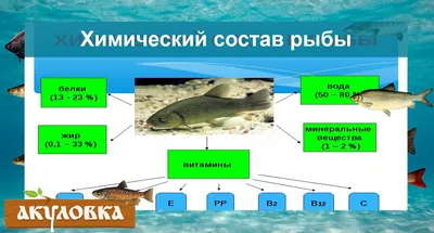 Самые полезные виды рыб для организма человека? А бывают ли такие рыбы?  Давайте разберёмся | Заметки ихтиолога. | Дзен