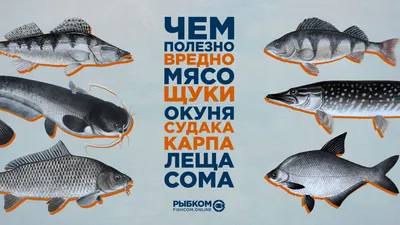 Чем полезно и вредно мясо речной рыбы | 