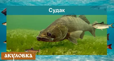 🐟Самая вкусная рыба в мире | ТОП 10