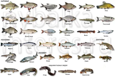 Список вредных видов рыбы, которую лучше не есть -  -  ФОНТАНКА.ру