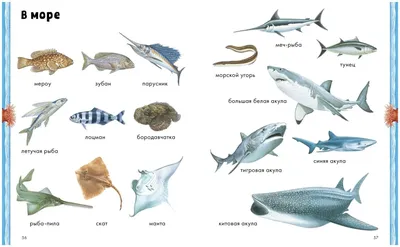 Фотографии редких и уникальных видов рыб Черного моря | Виды рыб черного  моря Фото №1285089 скачать