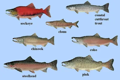 Какую рыбу используют для суши?