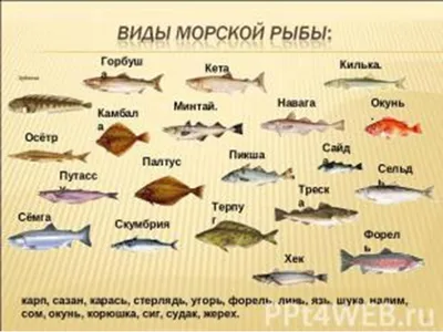 Виды рыб на Мальдивах | Fish chart, Types of fish, Marine fish