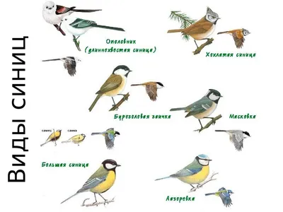 Синицы. Забота человека о птицах - презентация онлайн