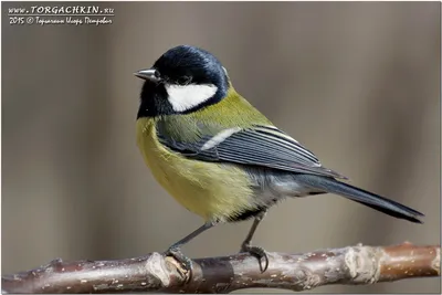 Клуб Людей и Птиц. ФОРУМЫ  / Большая синица (Parus major)