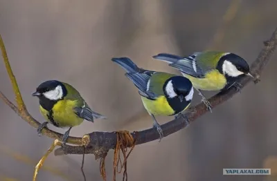 ФотоБлог Торгачкин Игорь Петрович © Igor Torgachkin: Большая синица / Parus  major / Great Tit