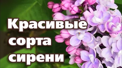 Редкие виды сирени, фото, описание - Мир Садоводства