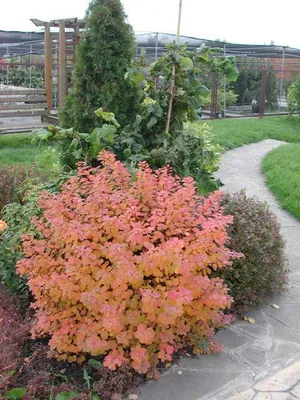 Спирея · Купить саженцы в Гродно· Питомник растений Зелёный слон