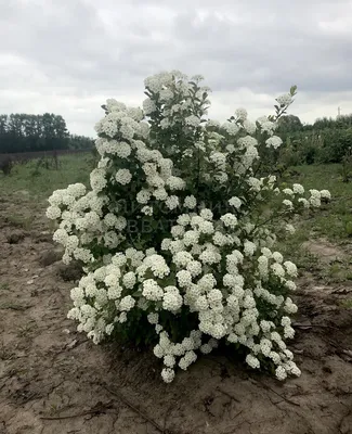 Фото к объявлению: спирея Сливолистная — Agro-Ukraine