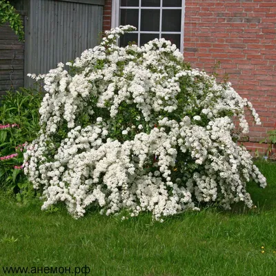 Спирея, Spiraea, Спирея серая, Спирея острозазубренная, спирея  березолистная, спирея густоцветковая, спирея Дугласа (вариация Мензиса),  спирея трехлопастная