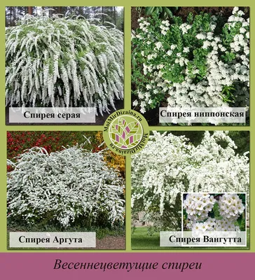 Спирея - Spiraea. Уход за спиреей, описание видов и сортов спиреи,  выращивание