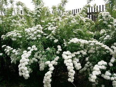 Купите Спирея кантонская 🌹 из питомника Долина роз с доставкой!