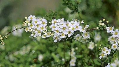 Спирея японская (55 фото): посадка и уход, сорта и виды спиреи -  HappyModern | Осенние цветники, Цветоводство, Теневыносливые растения