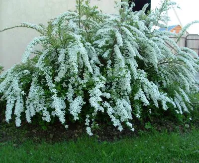 Кустарник спирея — фото. Сорта спиреи: серая, Вангутта, иволистная. |  Любимые цветы