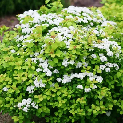 Саженцы Спиреи березолистной Тор (Spiraea betulifolia Tor) Р9  (ID#1447004418), цена: 60 ₴, купить на 