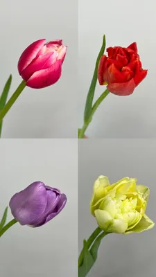 Тюльпаны: какие бывают виды и их особенности - Цветы Микс