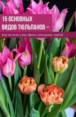 Лучшие виды ботанических тюльпанов: поразительно красивы, живучи и  неприхотливы - Рамблер/новости